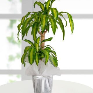 dracena-massengena-ikili