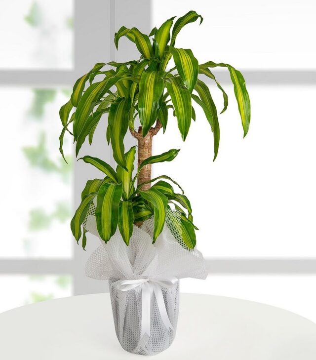 dracena-massengena-ikili