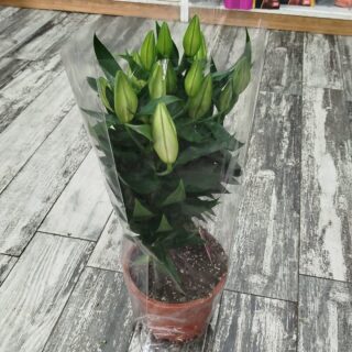 LİLYUM