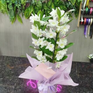 DENDRİDİUM ORKİDE