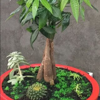 BONZAİ ARANJMANI