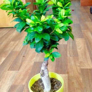 BONSAİ